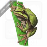Arizona Tree Frog stock art