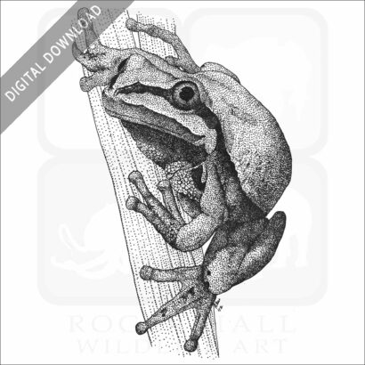 Arizona Tree Frog