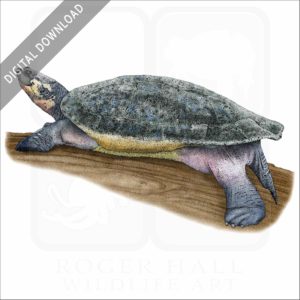 Arrau River Turtle stock illustration