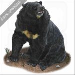 Asian Black Bear stock image