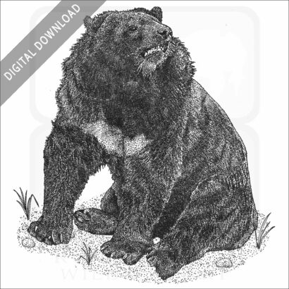 Asian Black Bear