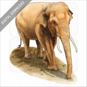 Asian of Indian Elephant stock image