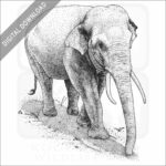 Asian of Indian Elephant