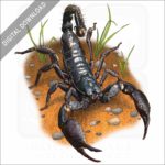 Asian Forest Scorpion stock image