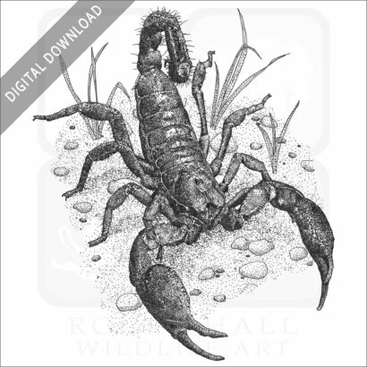 Asian Forest Scorpion