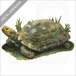 Asian or Brown Forest Tortoise stock image