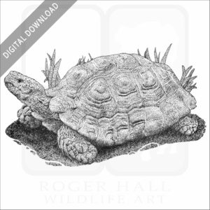 Asian or Brown Forest Tortoise