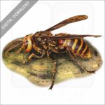 Asian Giant Hornet stock image