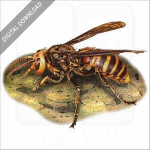 Asian Giant Hornet stock image