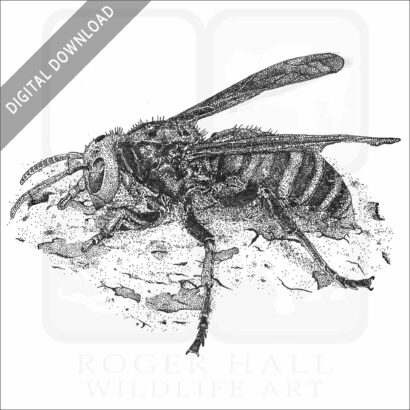 Asian Giant Hornet