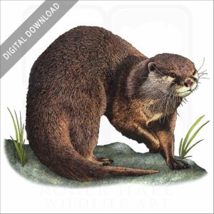 Asian Small-Clawed Otter stock image