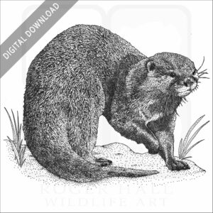 Asian Small-Clawed Otter