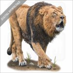Asiatic Lion stock image