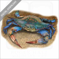 Atlantic Blue Crab stock image