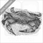 Atlantic Blue Crab