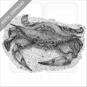 Atlantic Blue Crab