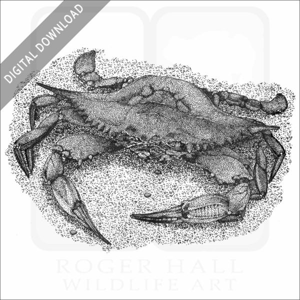 Atlantic Blue Crab