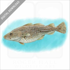 Atlantic Cod stock image