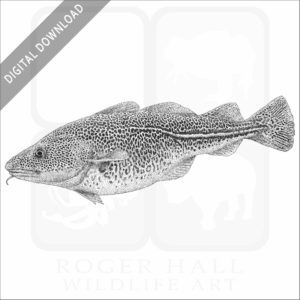 Atlantic Cod