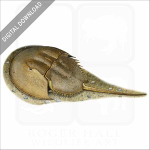 Atlantic Horseshoe Crab stock image