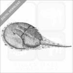 Atlantic Horseshoe Crab
