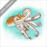 Atlantic or Common Octopus stock image