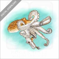 Atlantic or Common Octopus stock image