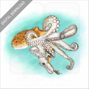 Atlantic or Common Octopus stock image