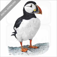 Atlantic Puffin stock image