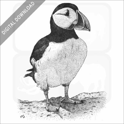 Atlantic Puffin