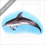Atlantic Spotted Dolphin stock image