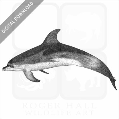 Atlantic Spotted Dolphin