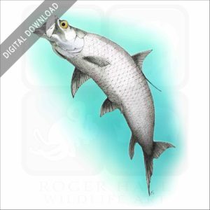Atlantic Tarpon stock image