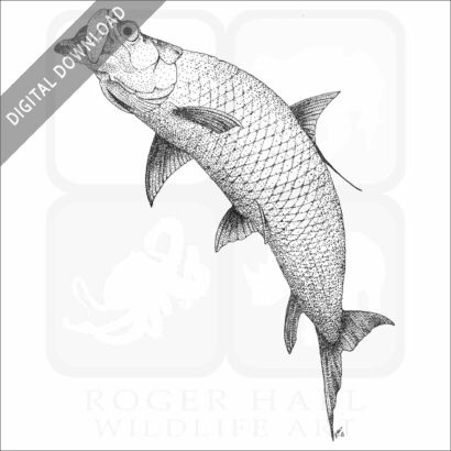 Atlantic Tarpon