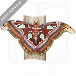 Atlas Moth stock image