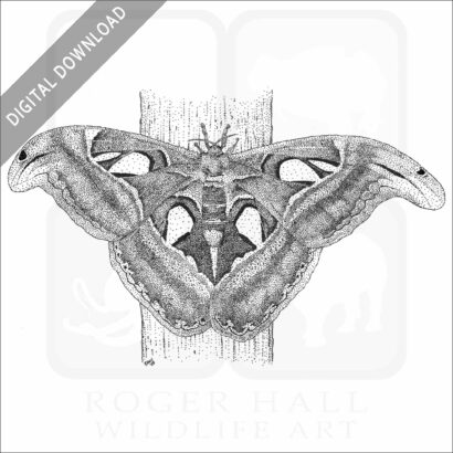 Atlas Moth