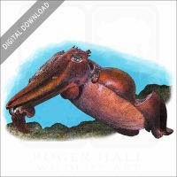 Australian Giant Cuttlefish stock image