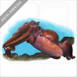 Australian Giant Cuttlefish stock image