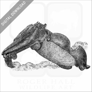 Australian Giant Cuttlefish