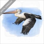 Australian Pelican stock image