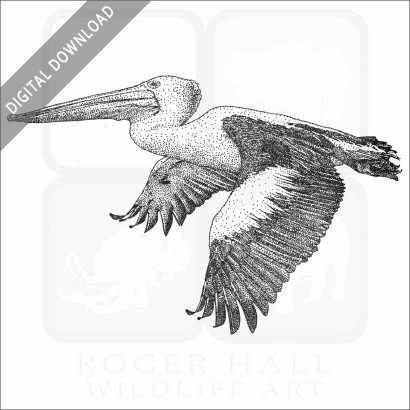 Australian Pelican