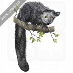 Aye-Aye stock image