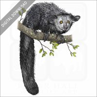 Aye-Aye stock image