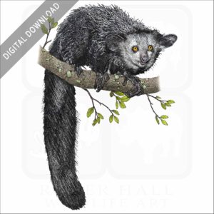 Aye-Aye stock image