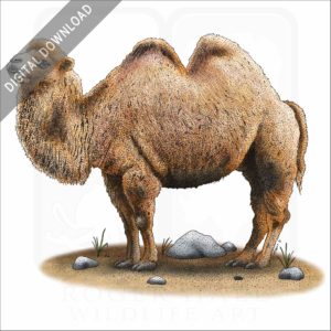 Bactrian Camel stock image