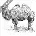 Bactrian Camel