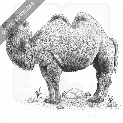 Bactrian Camel