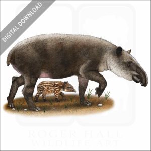 Baird's Tapir stock image