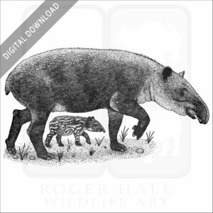 Baird's Tapir