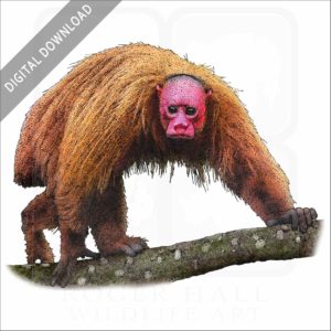Bald Uakari stock image